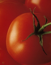 Tomato, Lycopersicon esculentum.