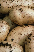 Potato, Solanum tuberosum.