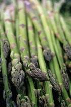 Asparagus, Asparagus officinalis.