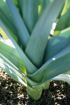 Leek, Allium ampeloprasum.