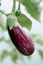 Aubergine, Solanum melongena.