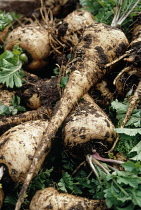 Parsnip, Pastinaca sativa.