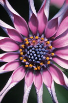 Osteospermum, Osteospermum 'Whirligig'.