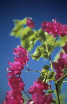 Bougainvillea, Bougainvillea.