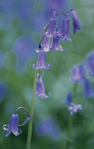 Bluebell, English bluebell, Hyacinthoides non-scripta.