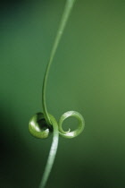 Tendril.