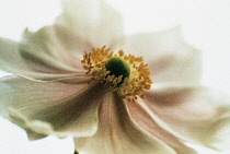 Anemone, Japanese anemone, Anemone x hybrida 'Honorine Jobert'.