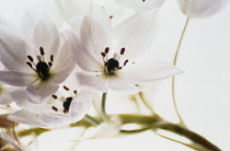 Star-of-Bethlehem, Ornithogalum thyrsoides.