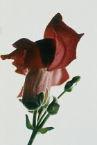 Snapdragon, Antirrhinum.