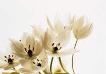 Star-of-Bethlehem, Ornithogalum thyrsoides.