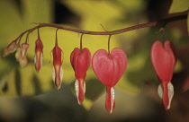 Bleedingheart, Dicentra spectabilis.