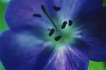 Geranium, Cranesbill, Geranium 'Johnson's blue'.