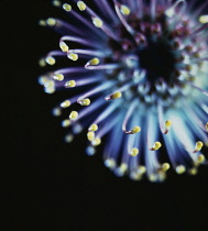 Pincushion, Leucospermum.