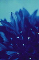 Cornflower, Centaurea cyanus.