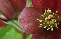 Hellebore, Helleborus hybridus.