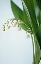 Lily-of-the-valley, Convallaria majalis.