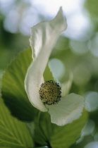 Dogwood, Flowering dogwood, Cornus florida.