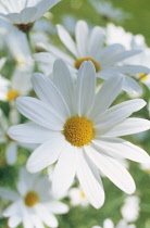 Daisy, Ox-eye daisy, Leucanthemum vulgare.