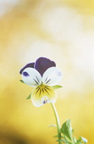Heartsease, Viola tricolor.