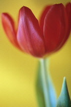 Tulip, Tulipa.