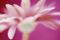 Gerbera.