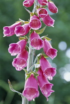 Foxglove, Digitalis purpurea.