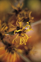 Witch Hazel, Hamamelis intermedia.