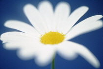 Daisy, Ox-eye daisy, Leucanthemum vulgare.