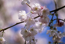Cherry, Prunus 'Amanogawa'.