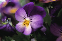Heartsease, Viola tricolor.