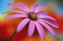 Cape Daisy, Osteospermum.