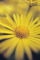 Leopard's Bane, Doronicum.