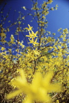 Forsythia.