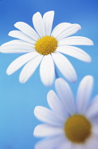 Daisy, Ox-eye daisy, Leucanthemum vulgare.