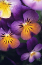 Heartsease, Viola tricolor.