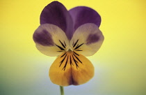 Pansy, Viola wittrockiana.