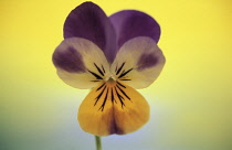 Pansy, Viola wittrockiana.