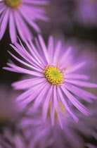 Daisy, Aster.