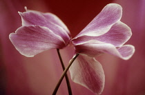 Cyclamen.