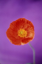 Poppy, Papaver.