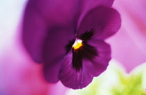 Pansy, Viola wittrockiana.