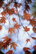 Japanese Maple, Acer palmatum.