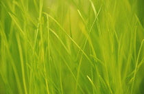 Grass.