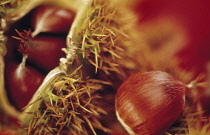 Chestnut, Sweet chestnut, Castanea sativa.