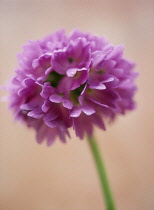 Primrose, Drumstick primrose, Primula, Primula denticulata.