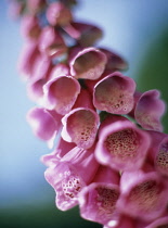 Foxglove, Digitalis purpurea.