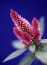 Celosia, Celosia caracas.
