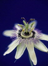 Passion flower, Passiflora caerulea.