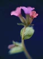 Lungwort, Pulmonaria angustifolia.