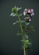 Thyme, Thymus vulgaris.